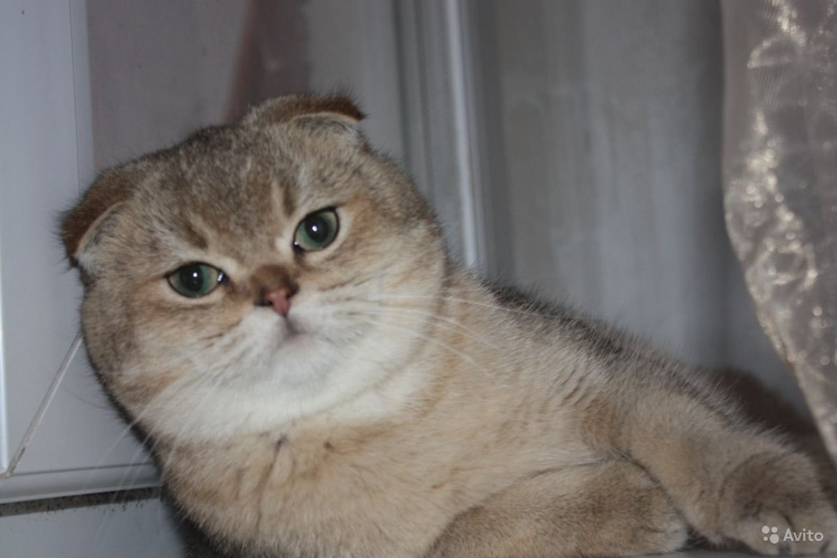 Шотландская вислоухая шиншилла Золотая тикированная