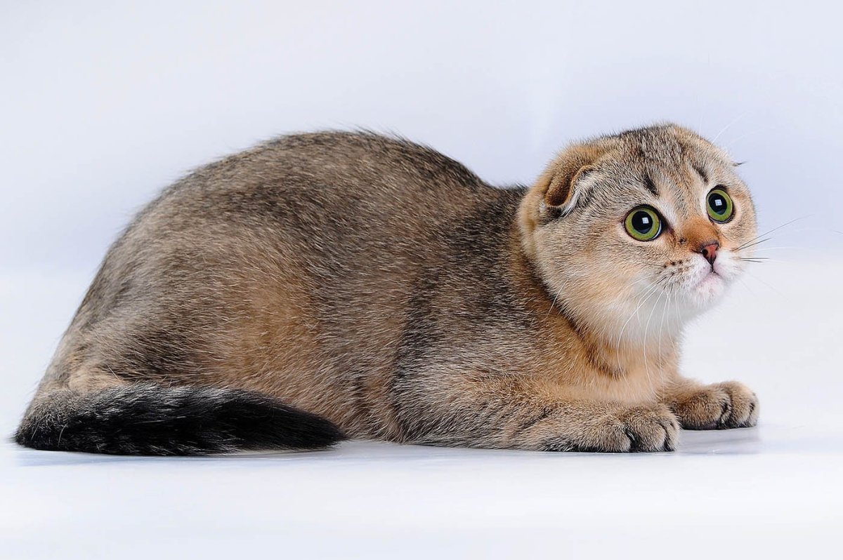 Шотландская Золотая тикированная шиншилла