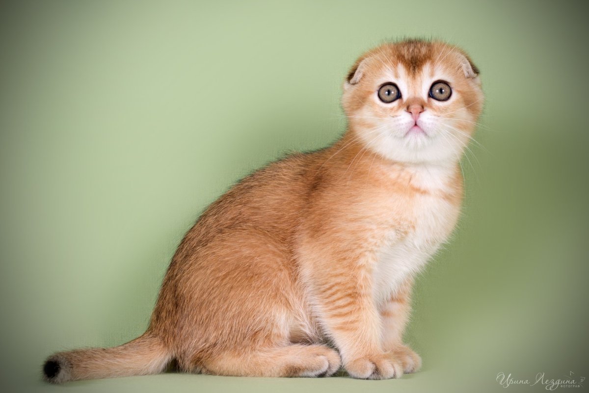 Шотландская вислоухая шиншилла тикированная