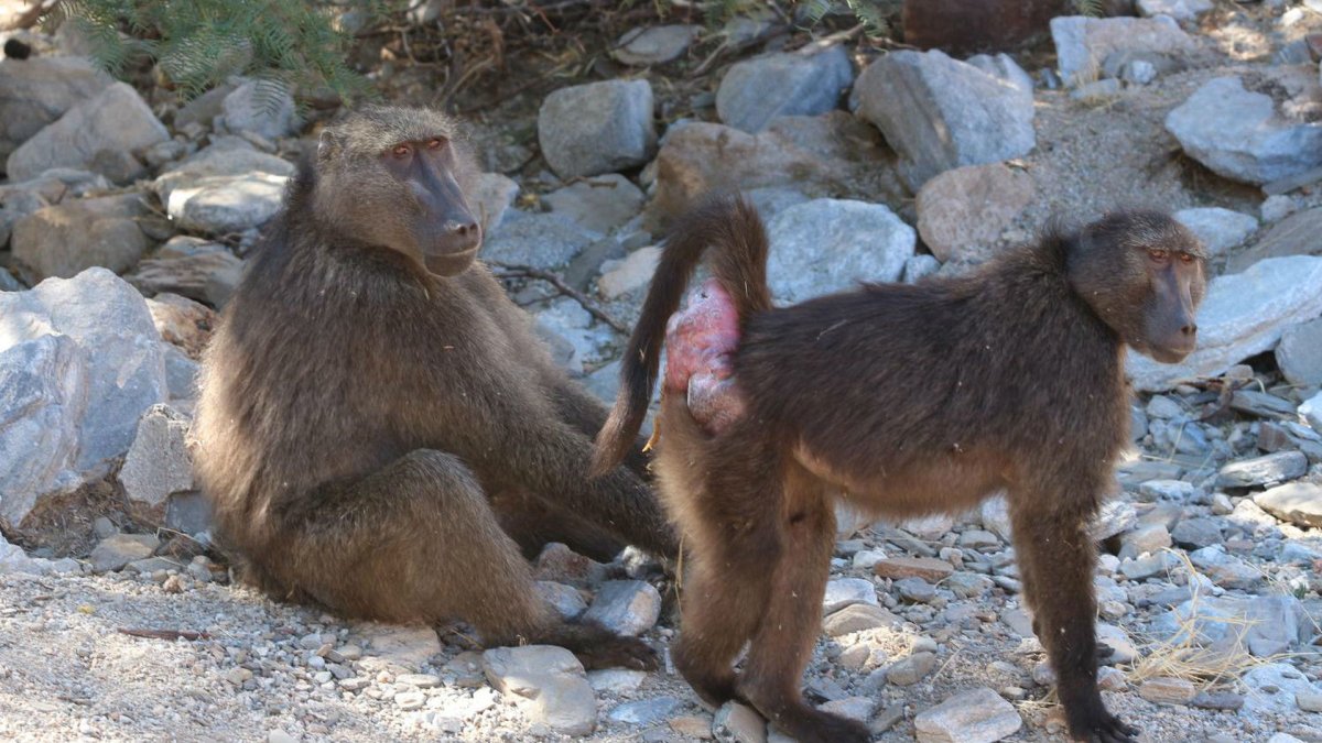 Член обезьяны