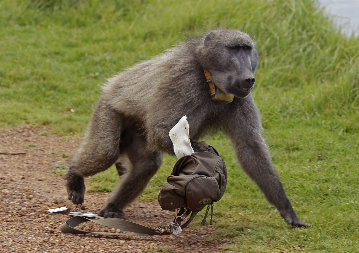 Святой гамадрил