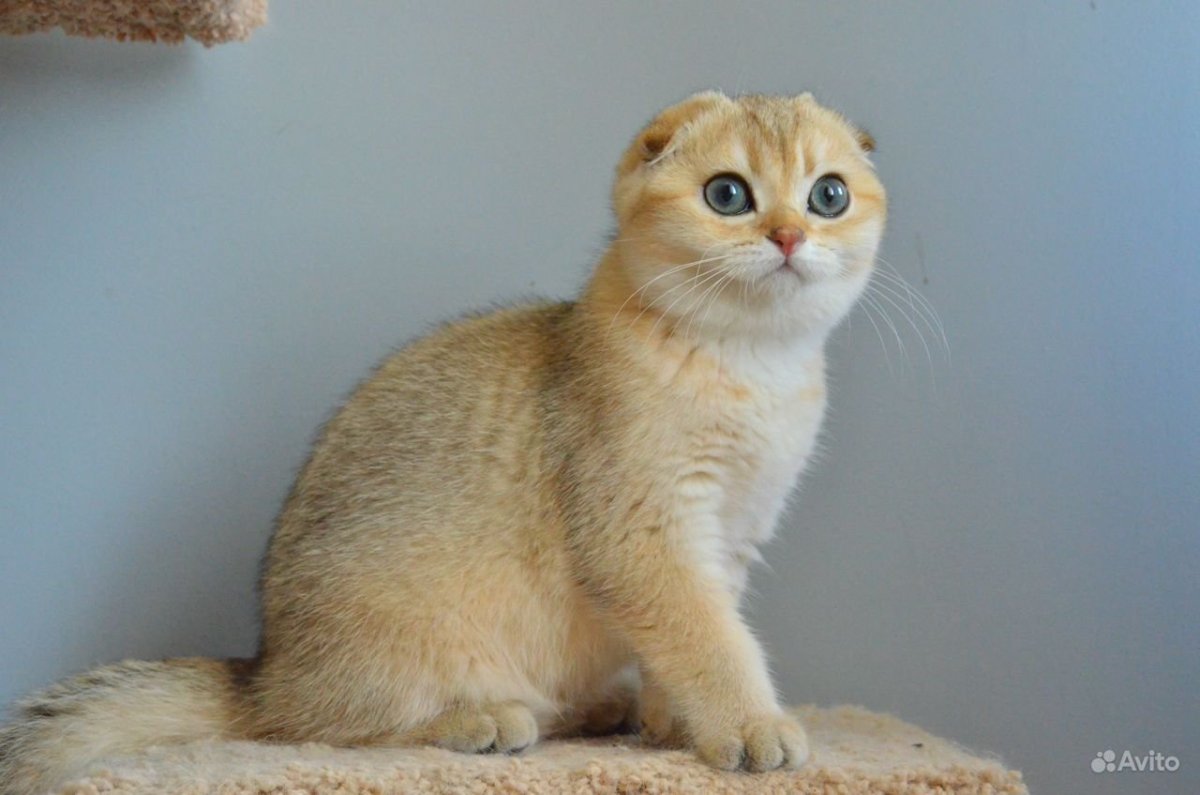 Золотая тикированная шиншилла ny25