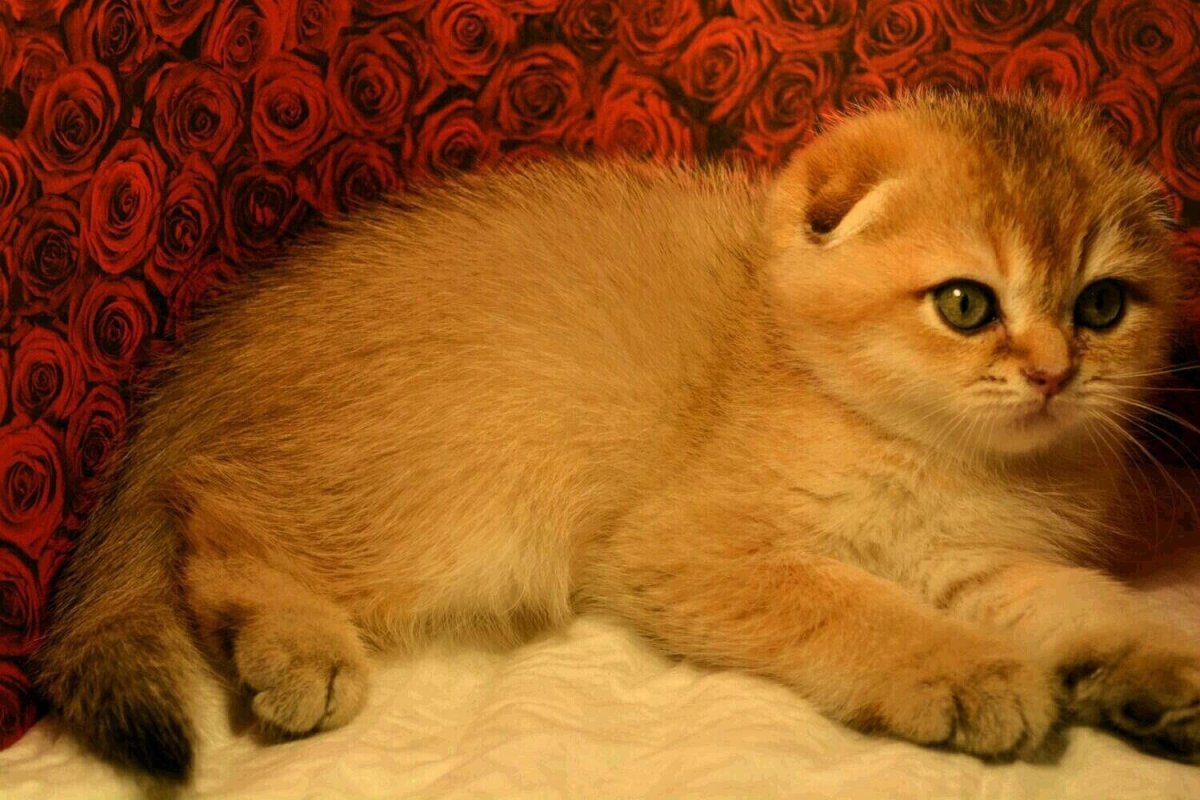 Скоттиш фолд Золотая шиншилла