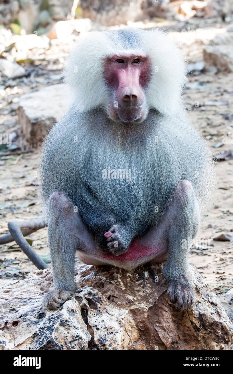 Бабуин Мандрил