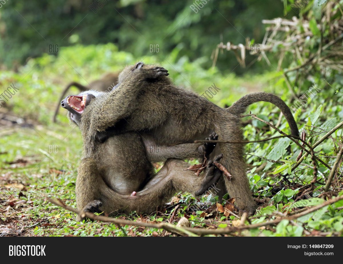 Оливковый Бабуин картинки для детей