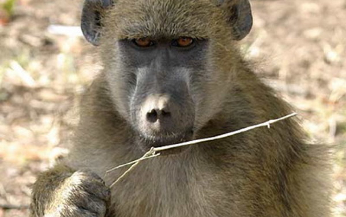 Павиан Мандрил