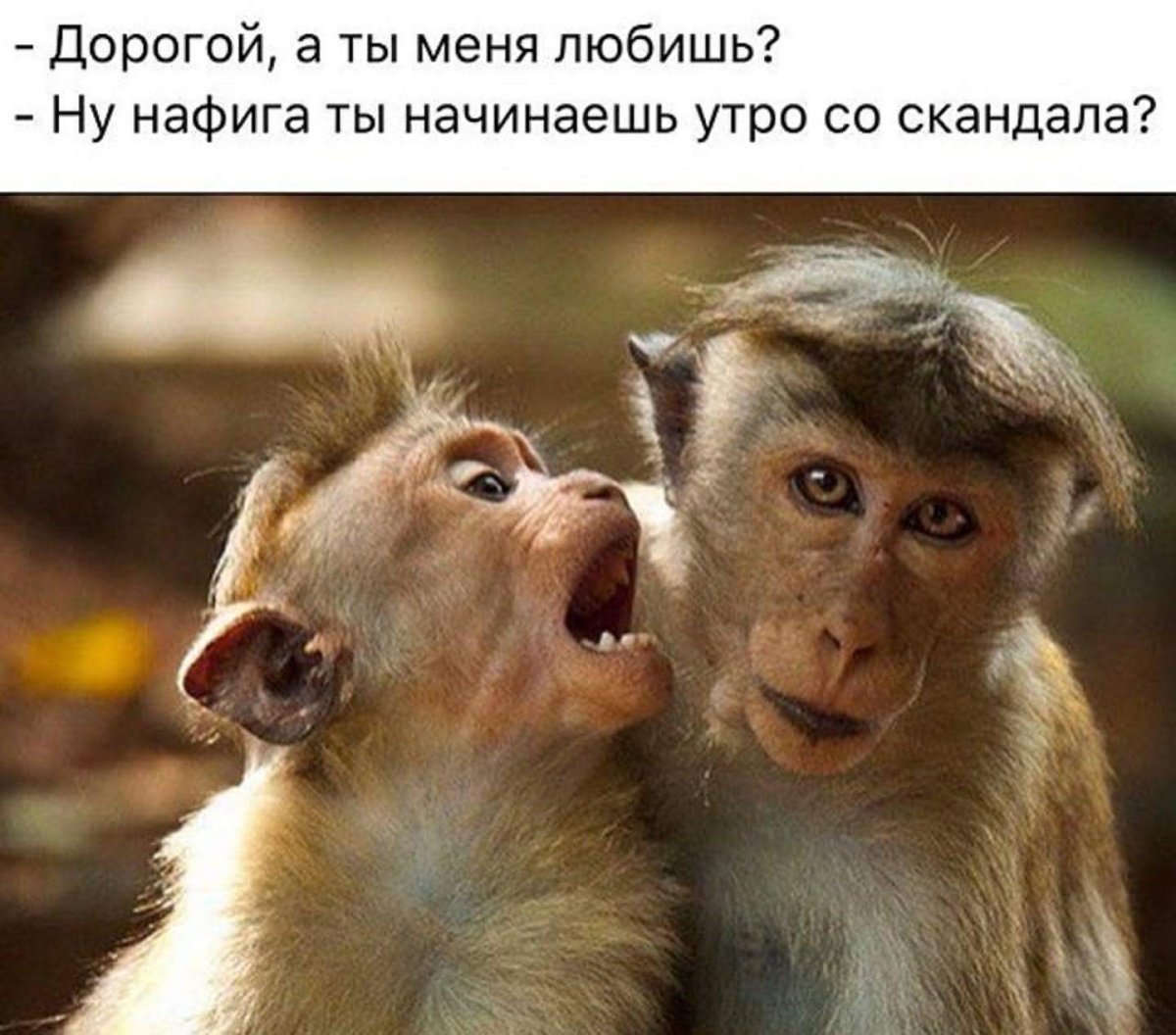 Две смешные обезьянки
