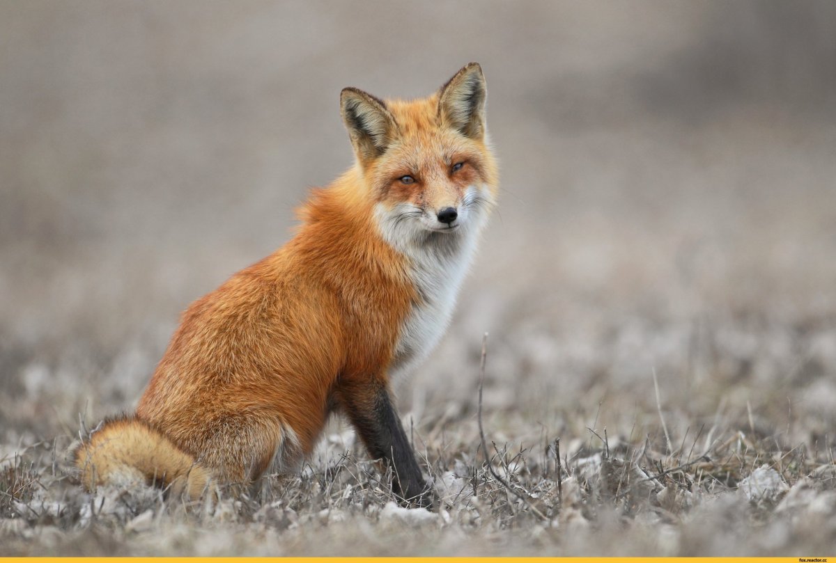 Популяция лисицы обыкновенной