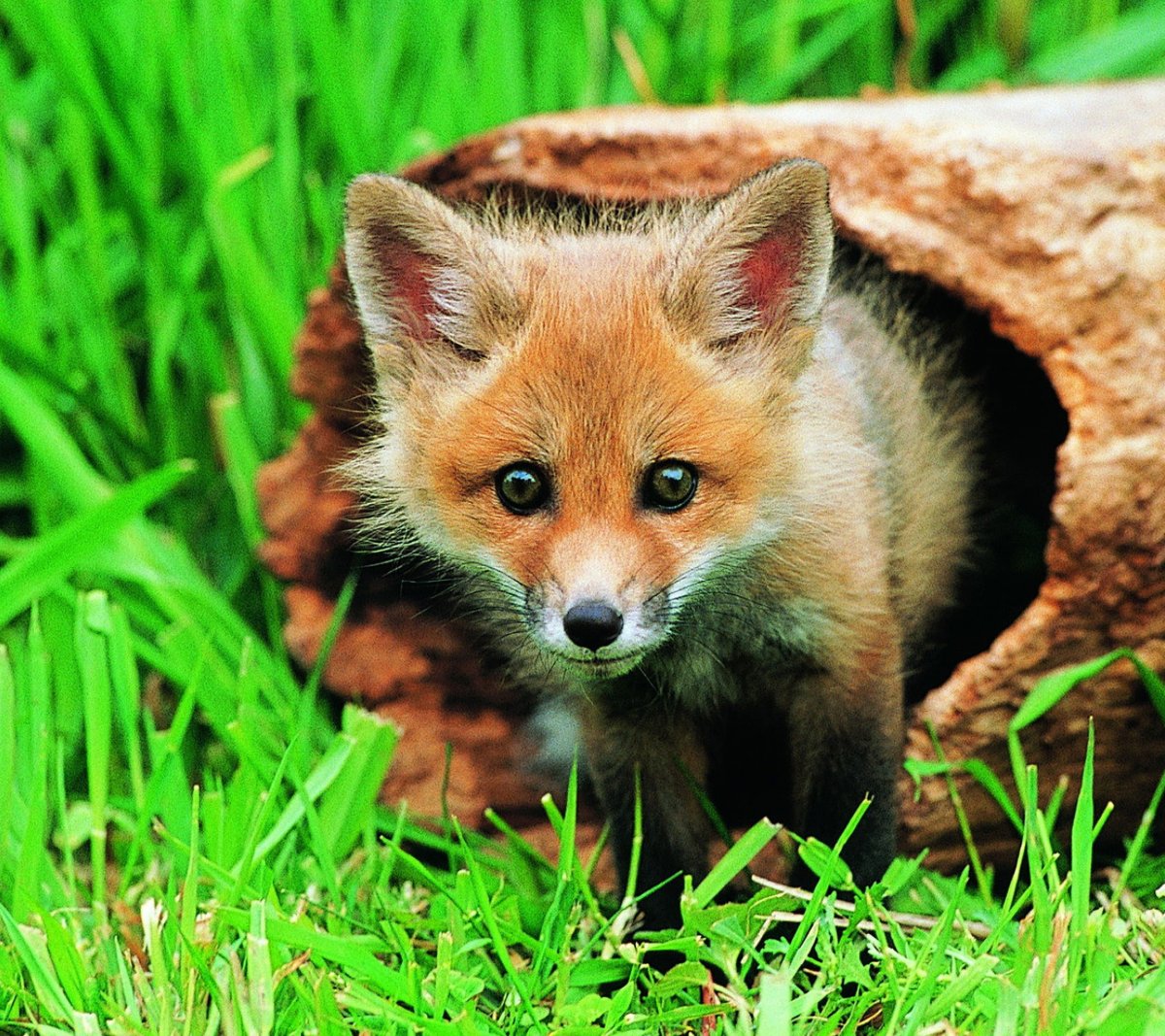 Животные фото