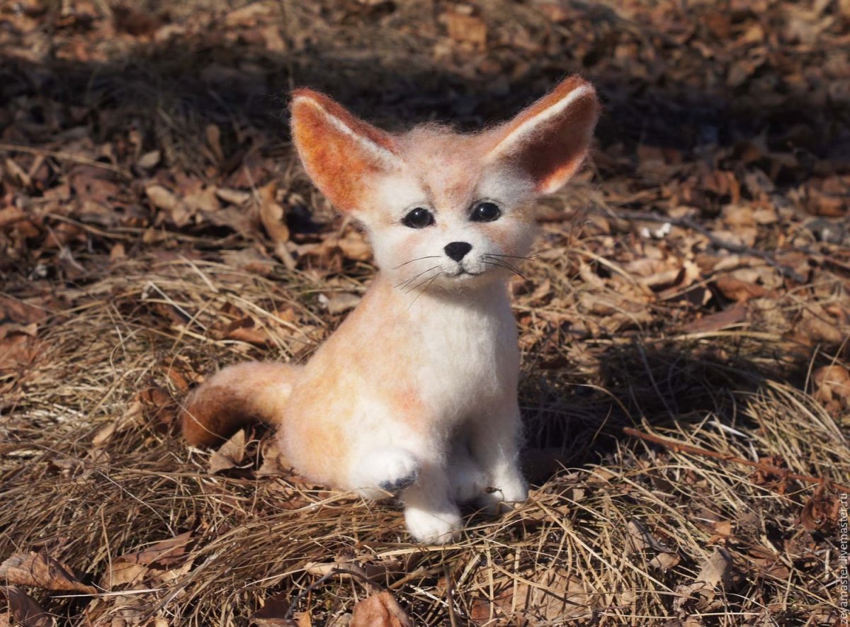 Фенек окрас