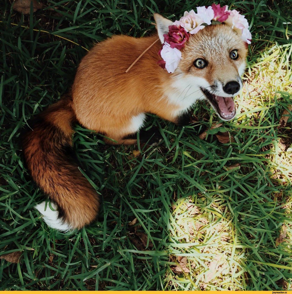 Лиса в листве