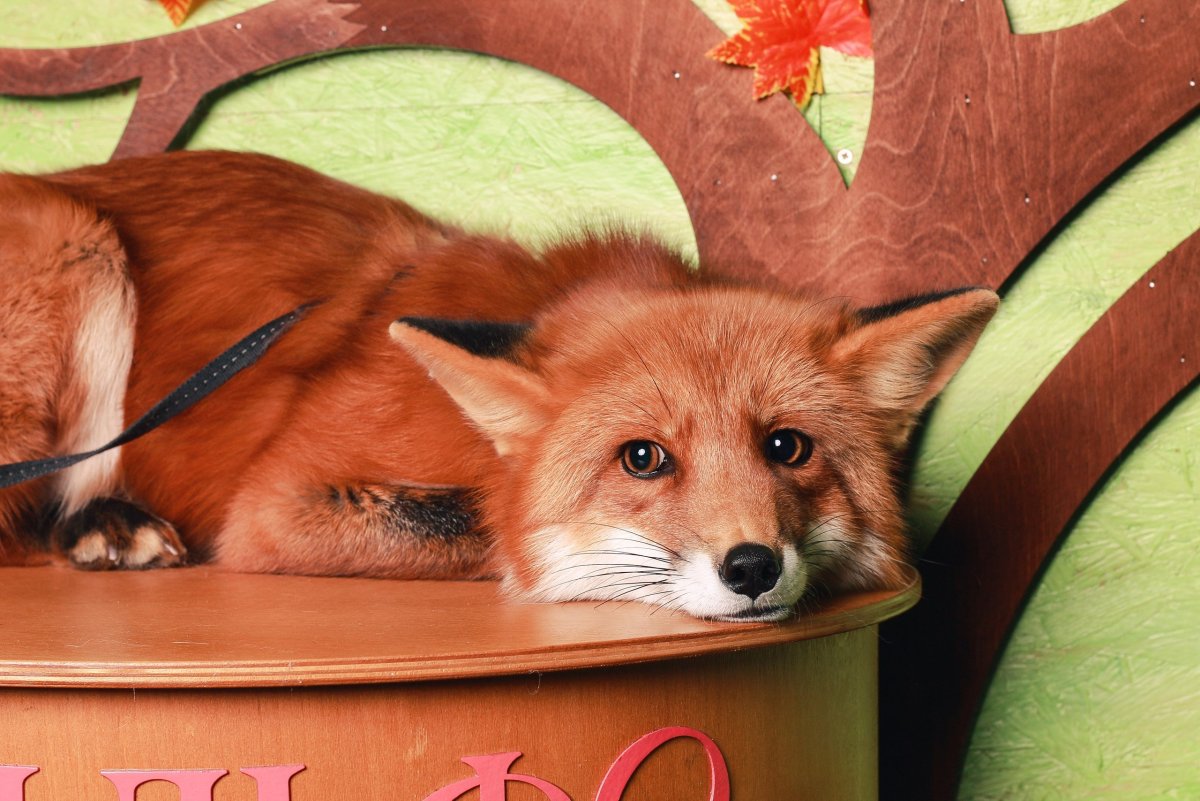 Швейцарская лиса