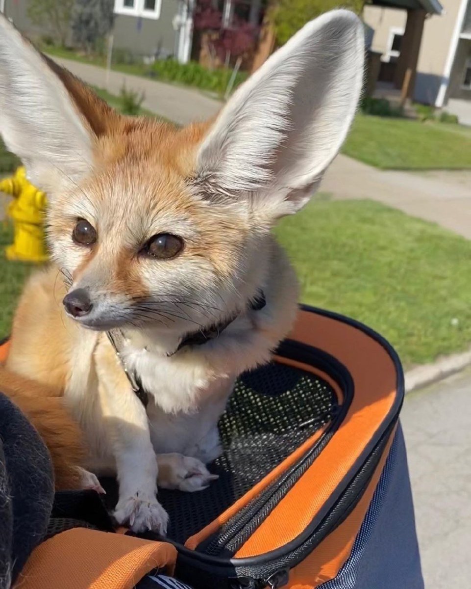 Лисица Астраханского заповедника