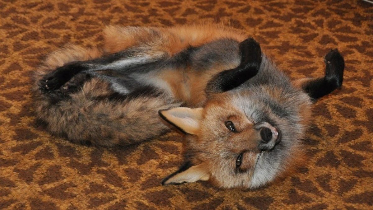 Чернобурая лиса Огненная