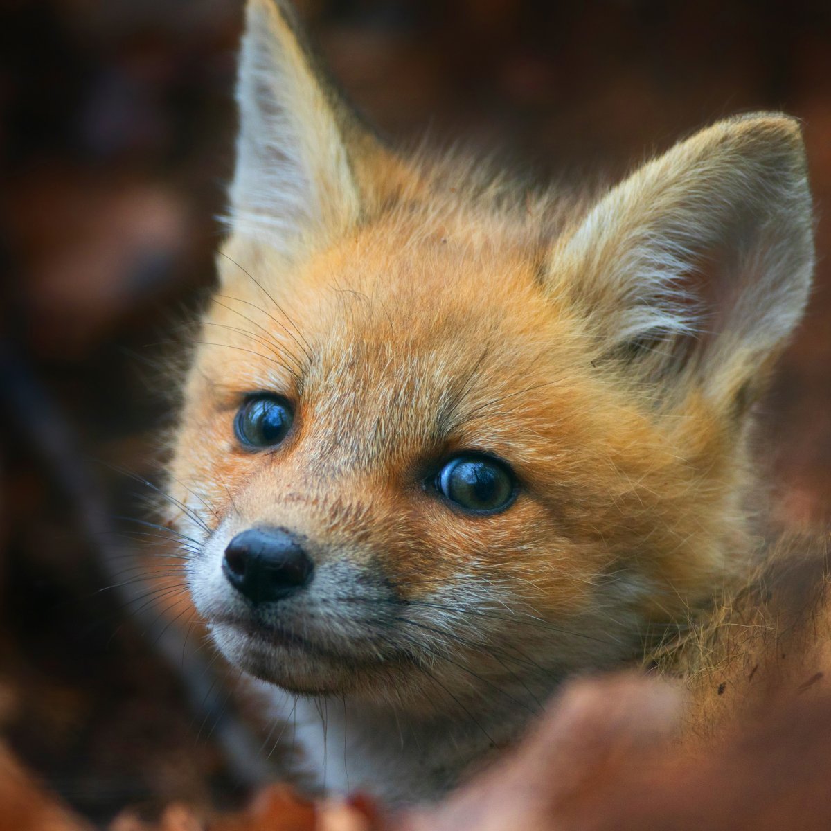 Лиса в доме