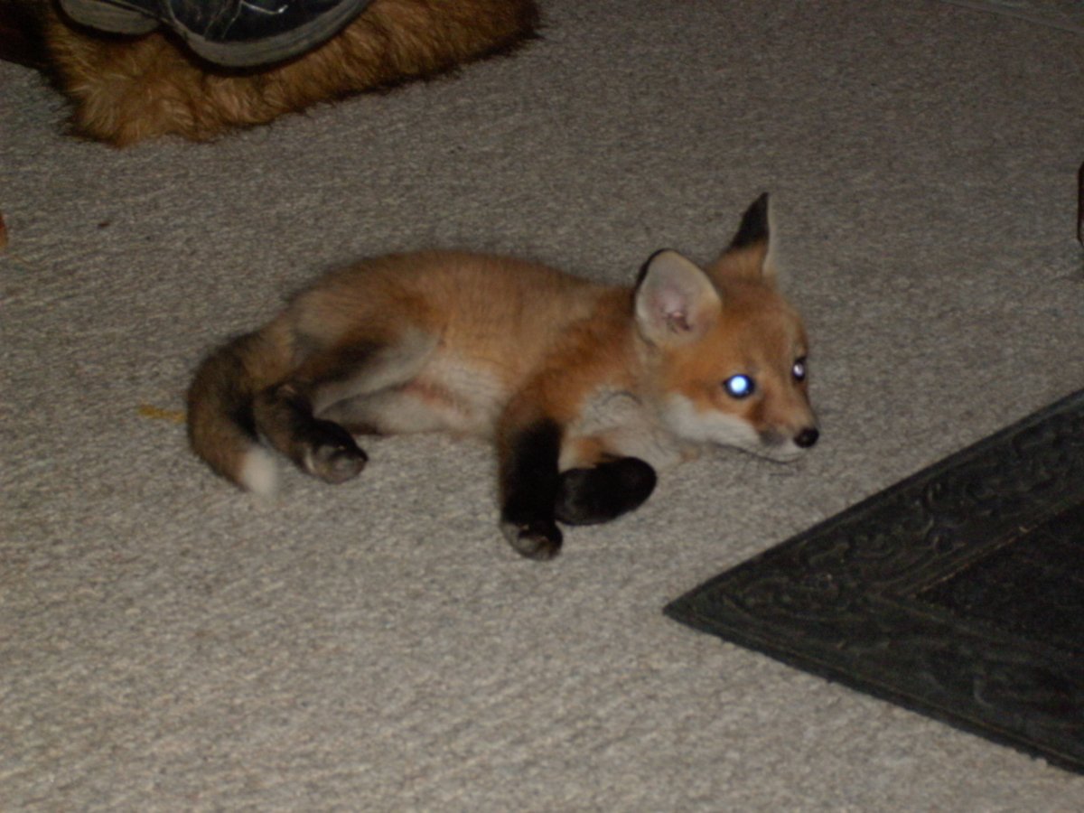 Лисица фенек