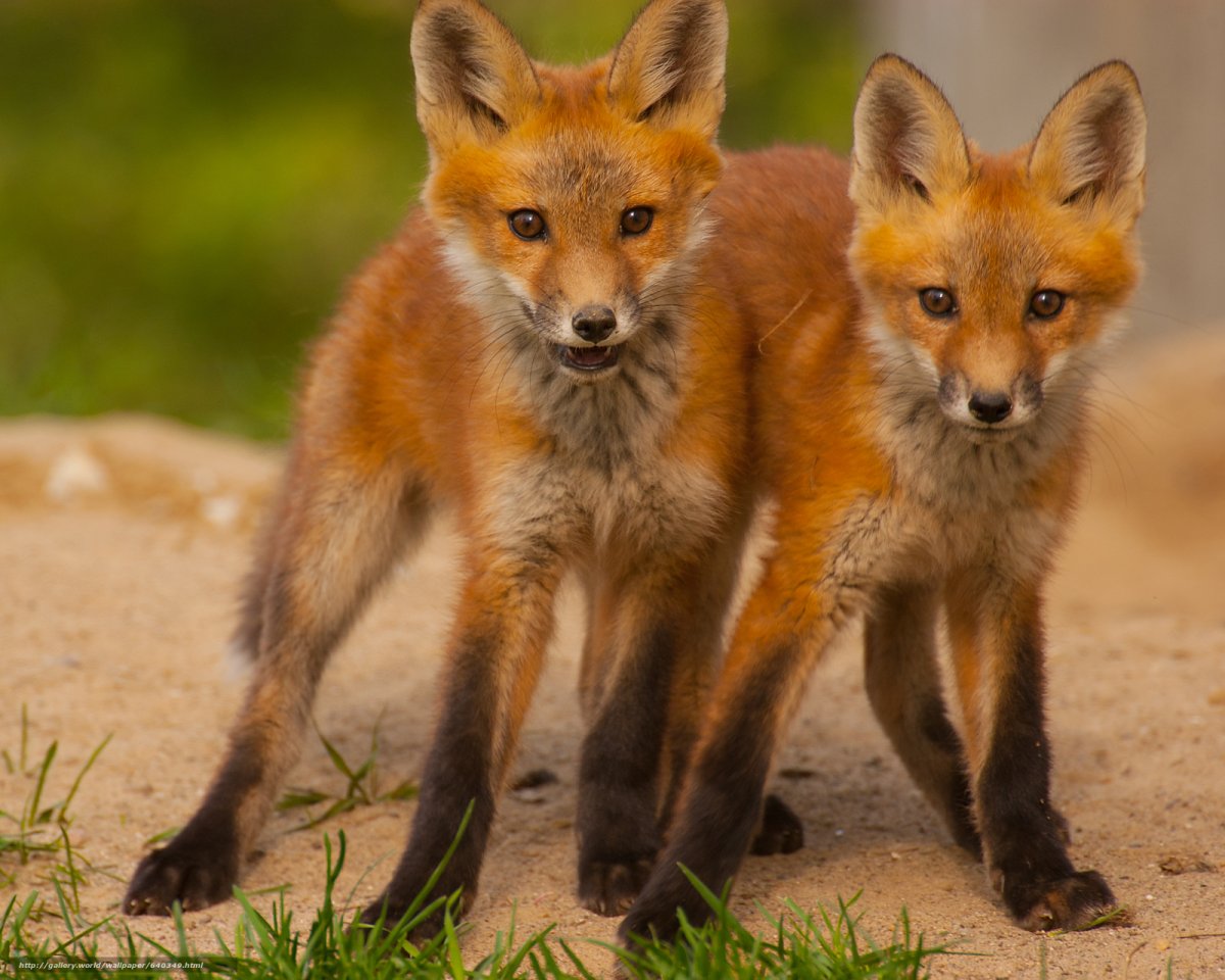 Популяция лисицы обыкновенной