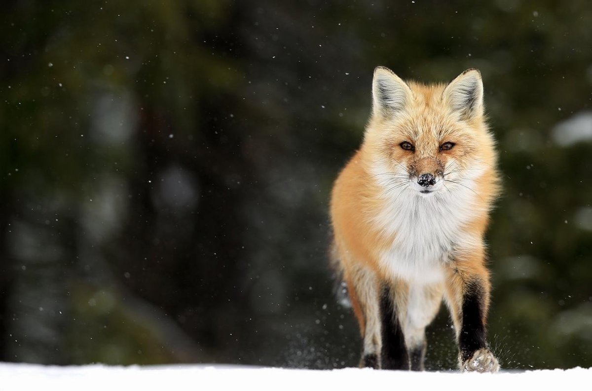 Мраморная лиса фото