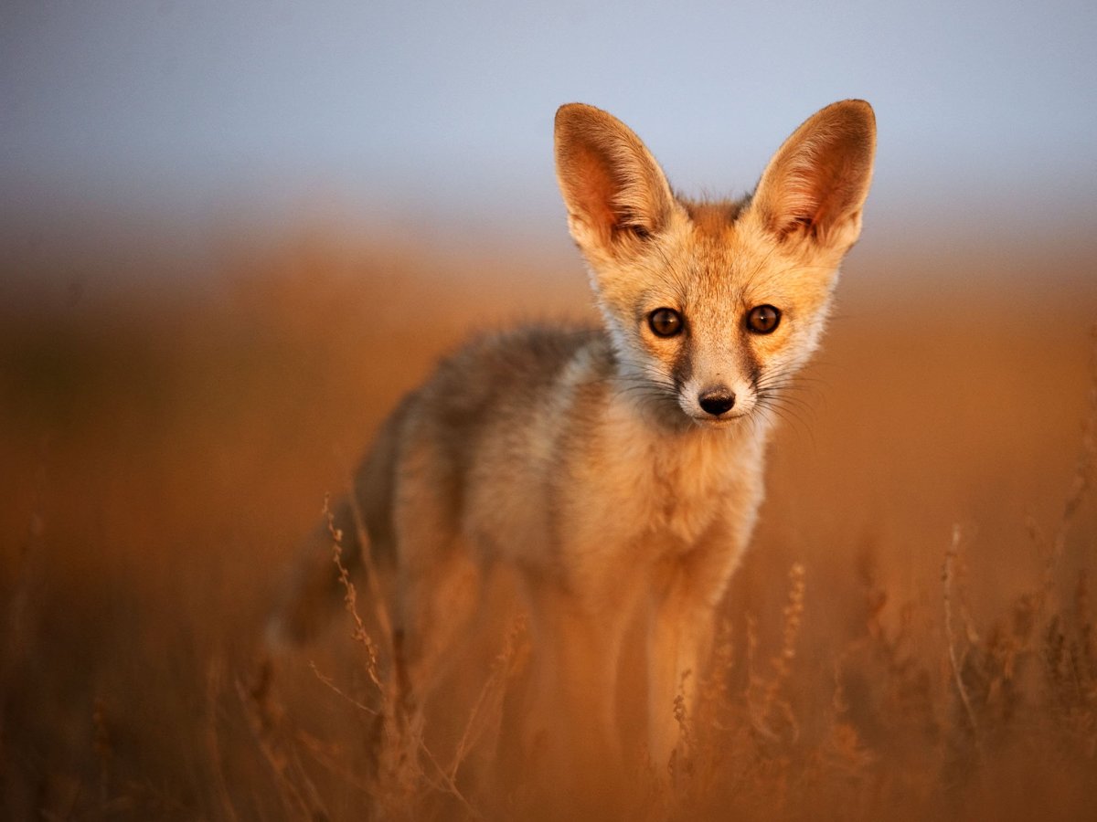 Милые лисички