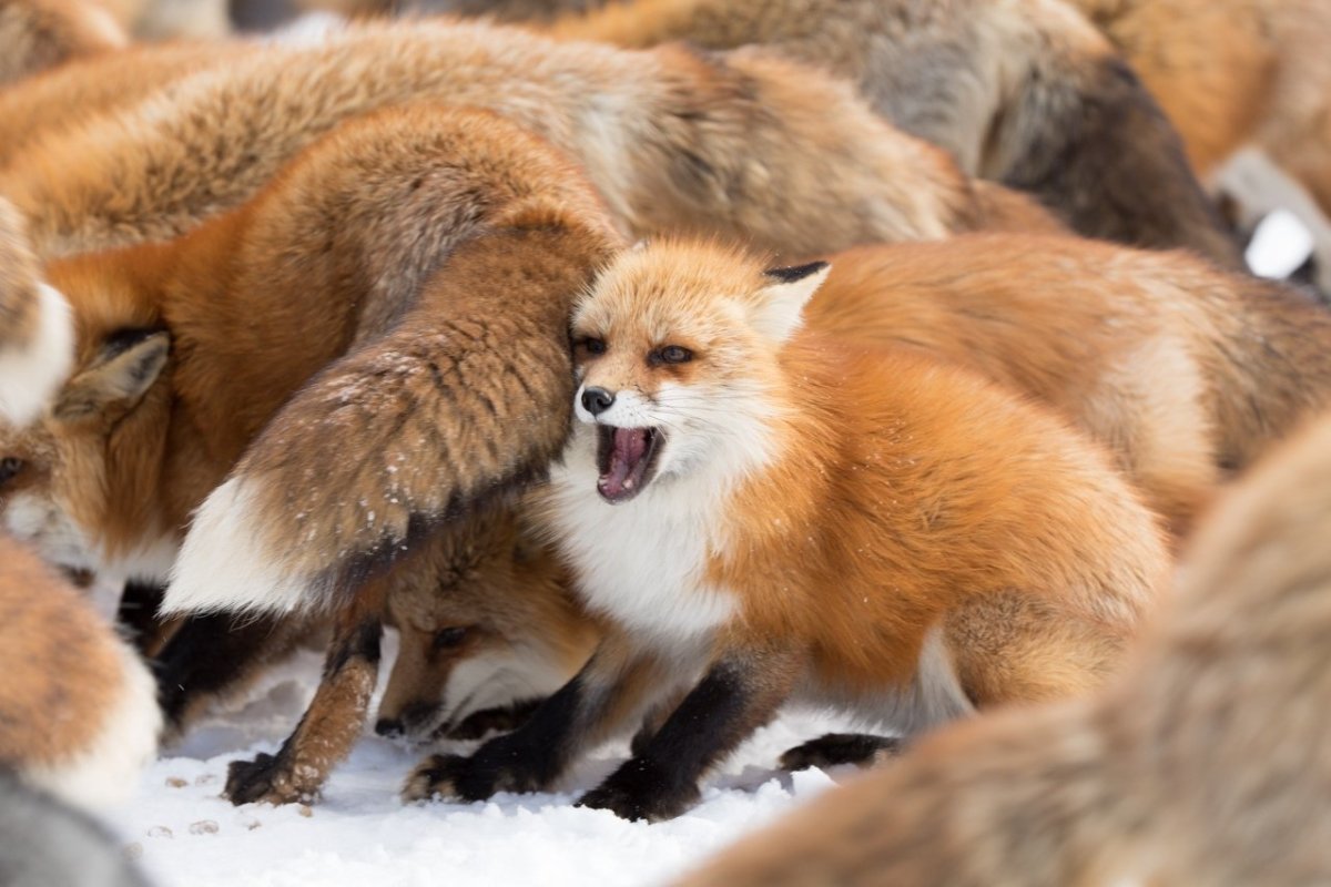 Рыжие звери