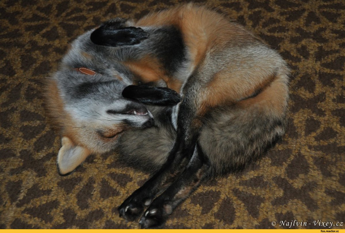 Бешеная лиса страшная