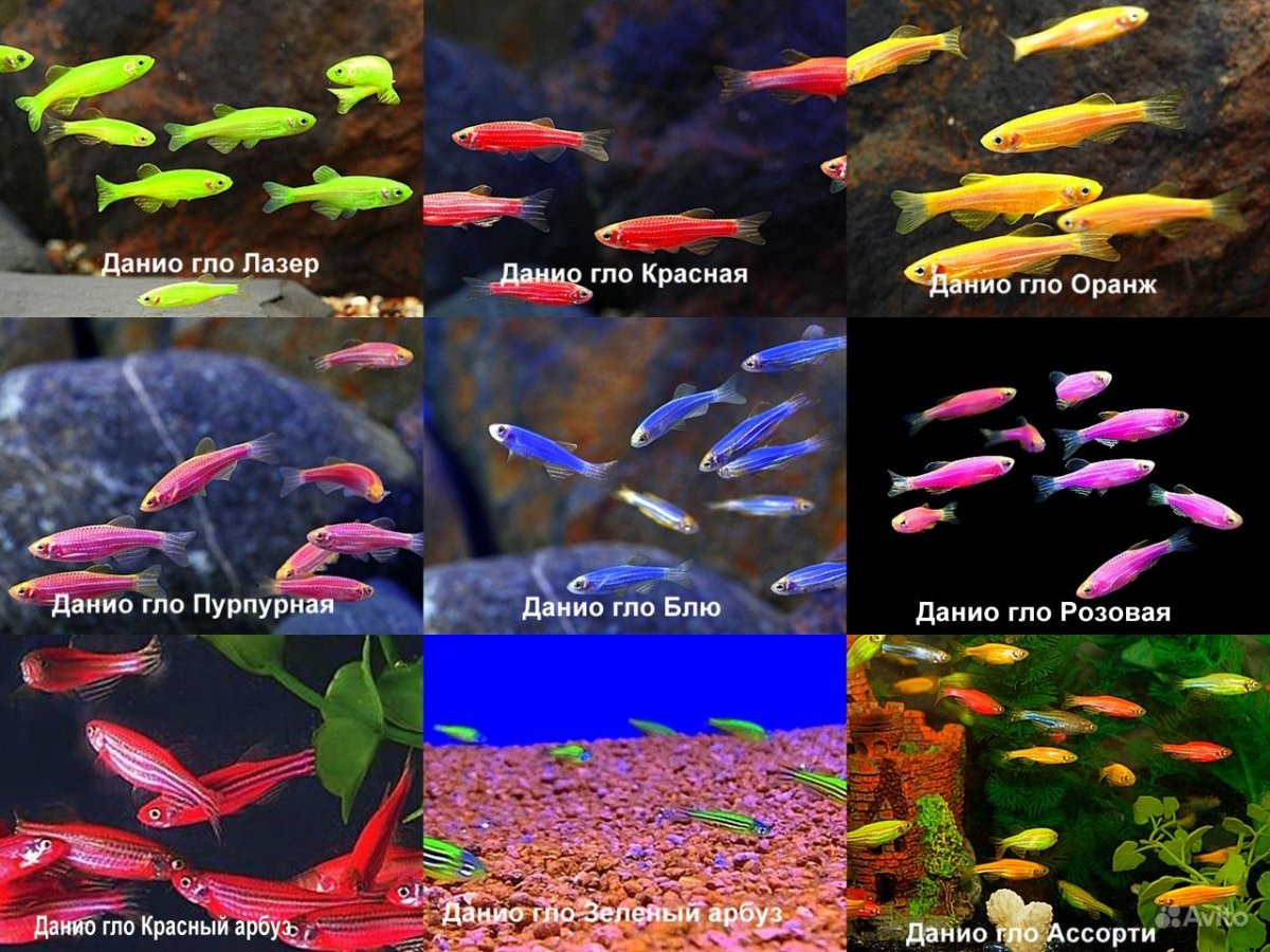 Аквариумные рыбки глофиш
