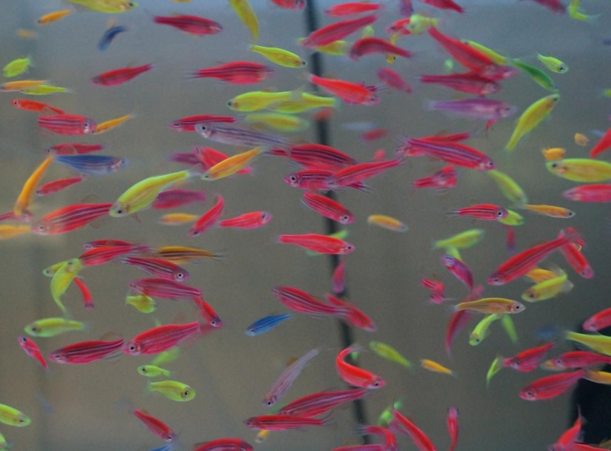 Аквариумные рыбки данио глофиш