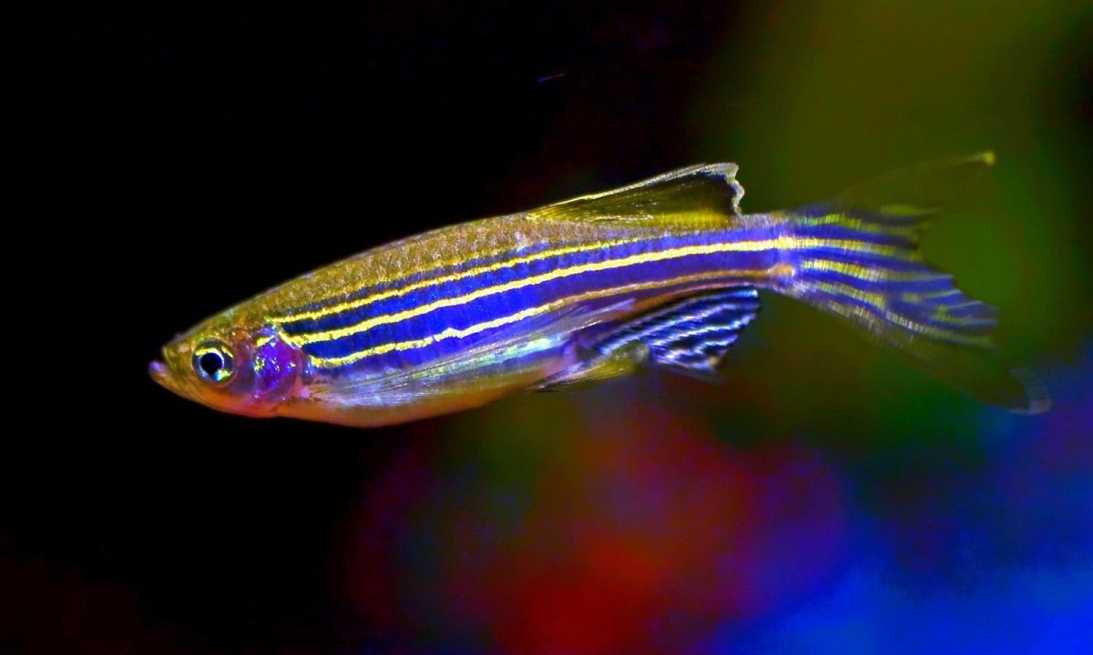 Глофиш рыбки гуппи