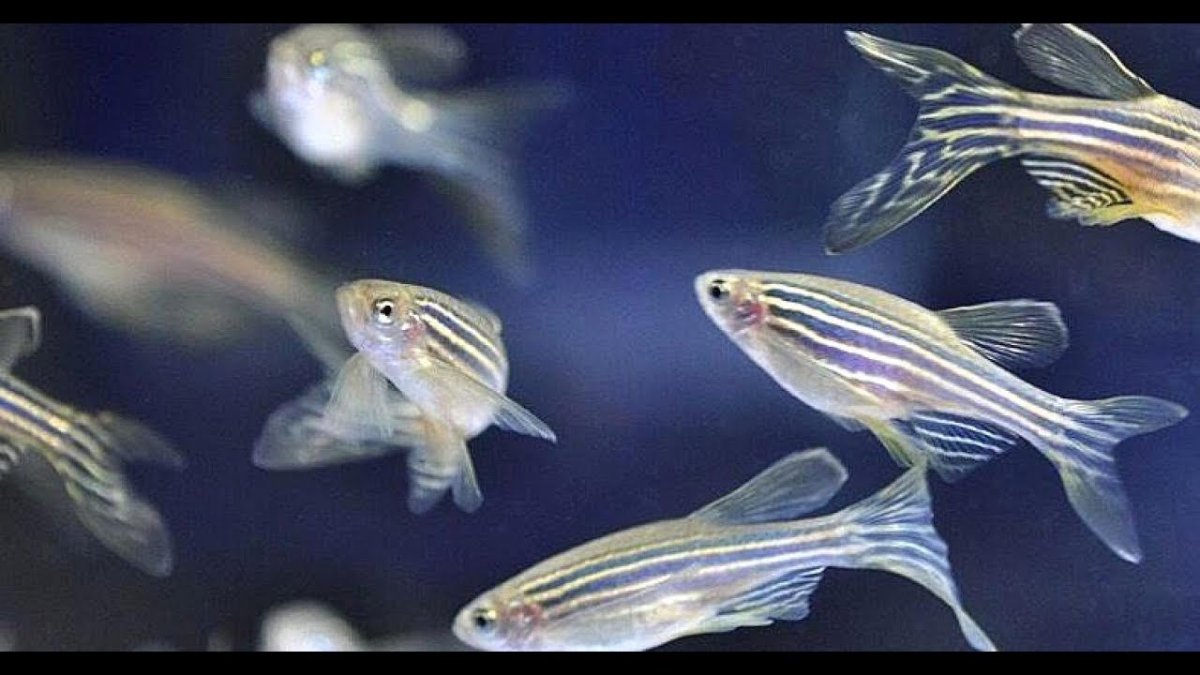 Гуппи глофиш