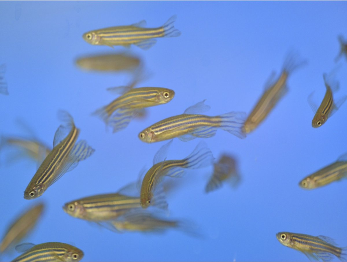 Рыбки данио глофиш