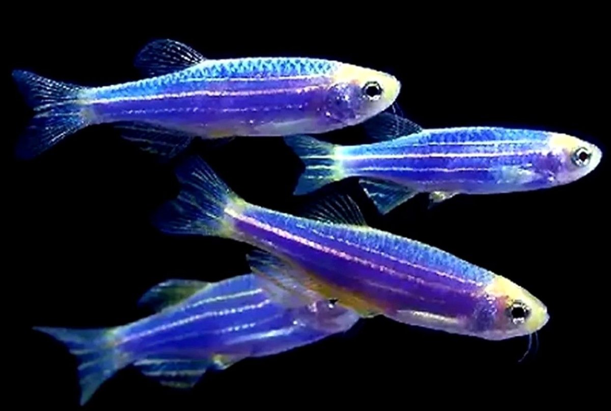 Данио рерио