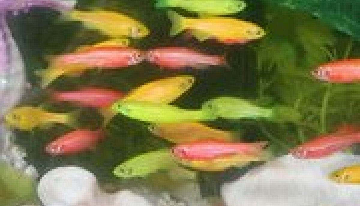 Зебрафиш Danio rerio