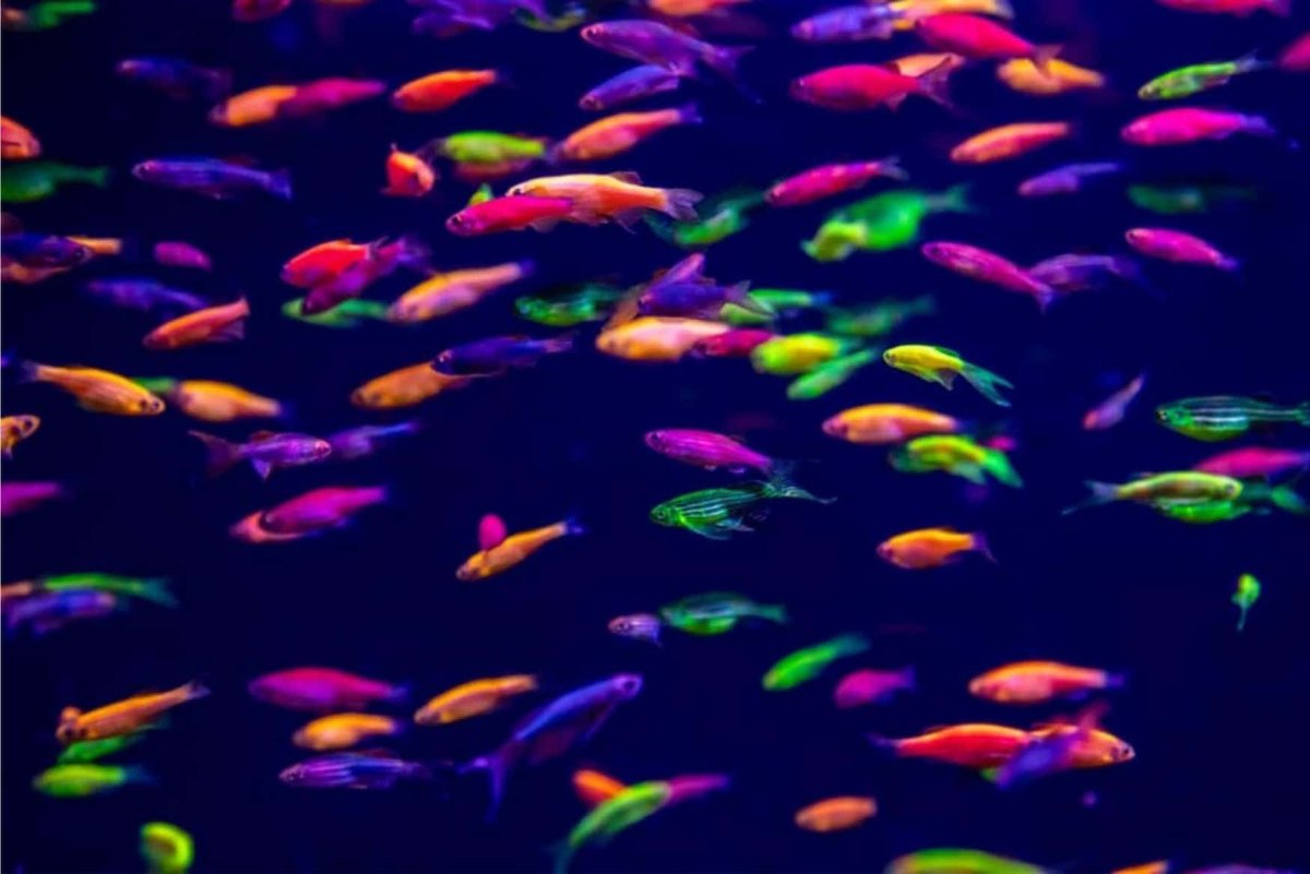 Рыбки данио глофиш