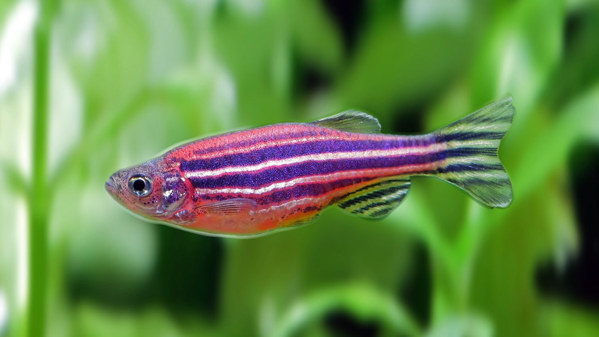 Рыбки данио глофиш