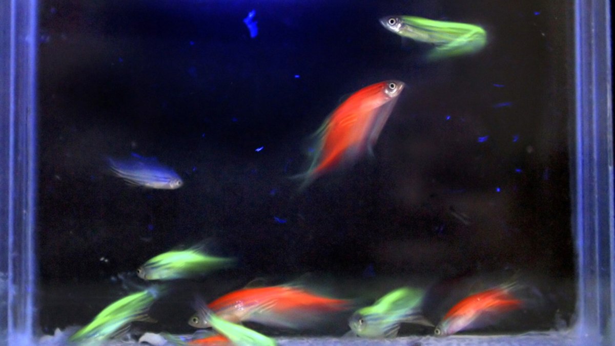 Данио рерио розовый