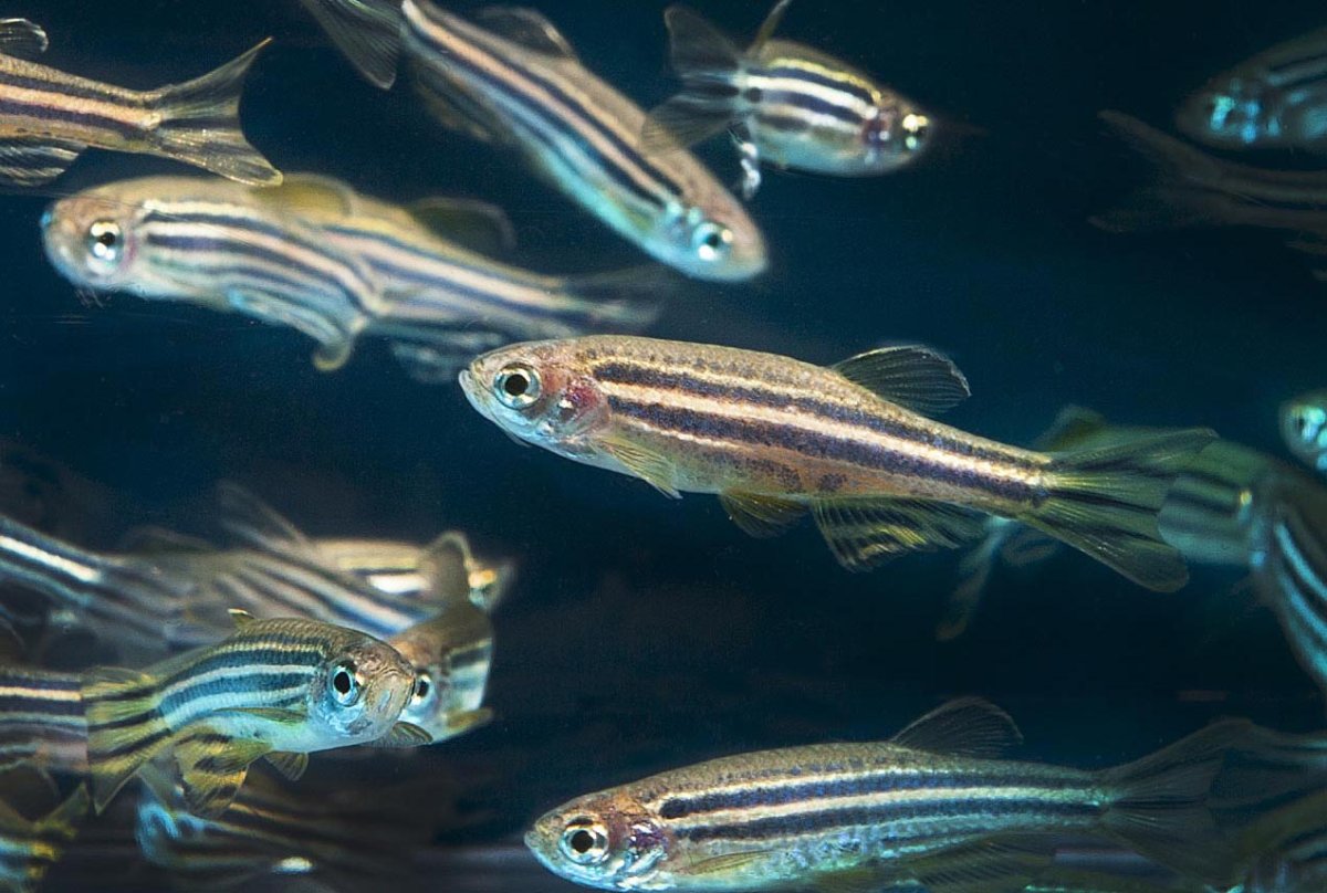 Глофиш рыбки гуппи