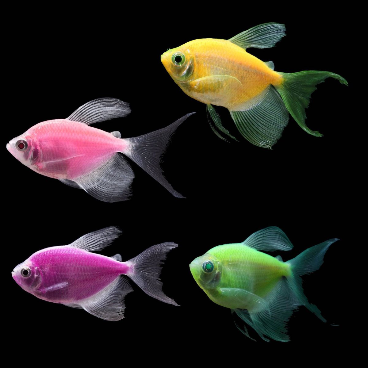 Данио рерио ассорти