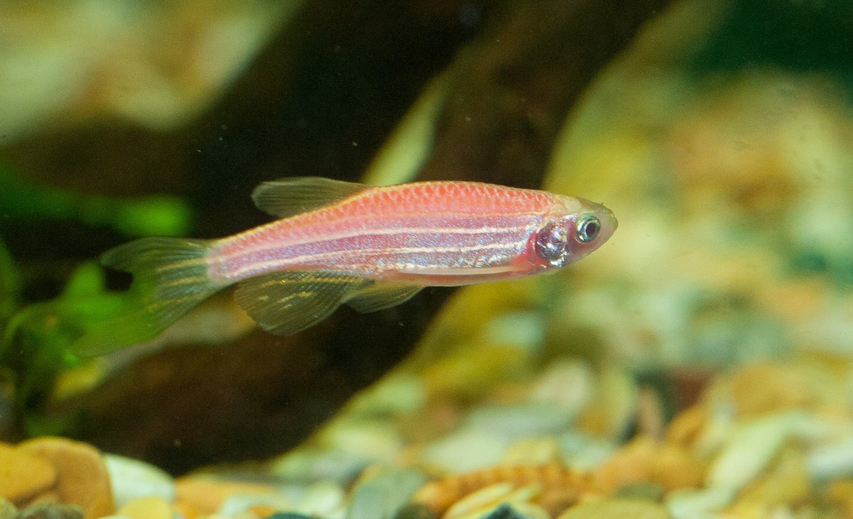 Неон красный рыбка