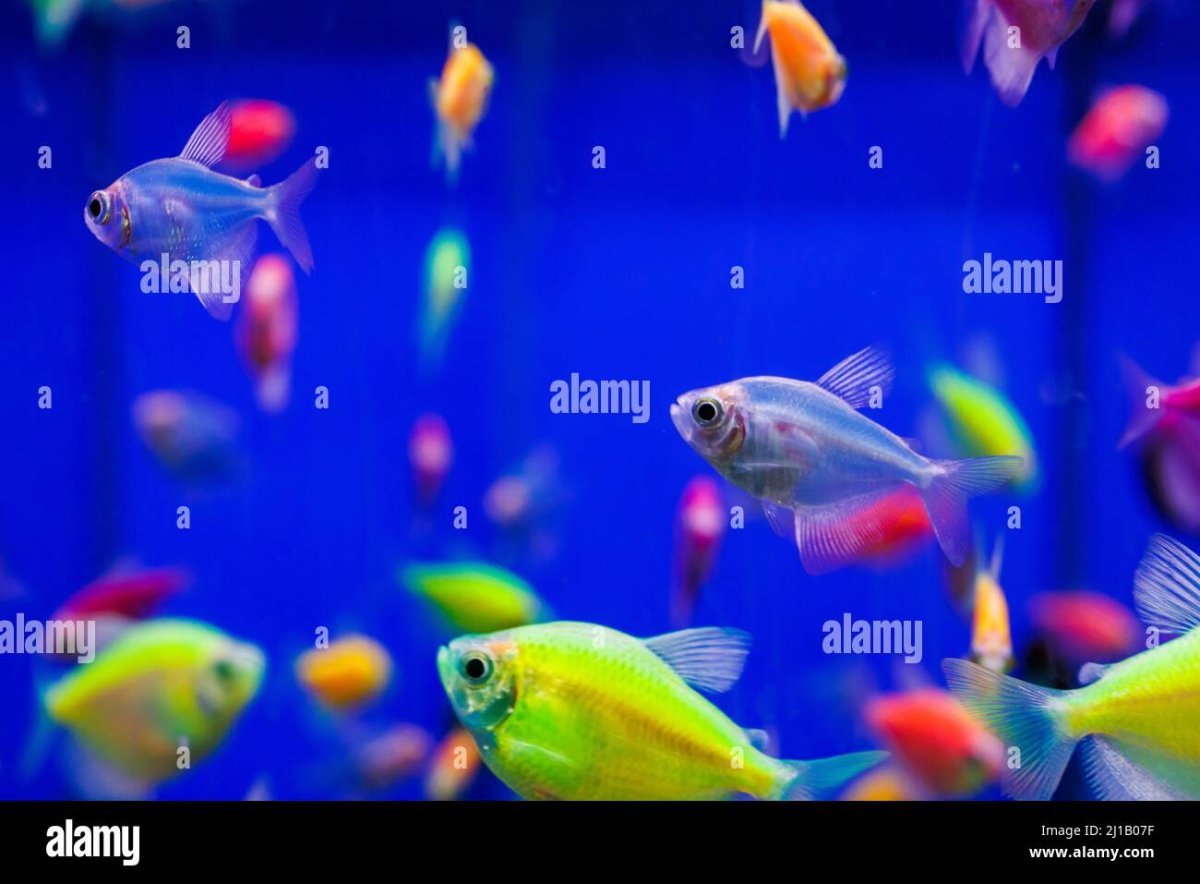 Тернеция глофиш