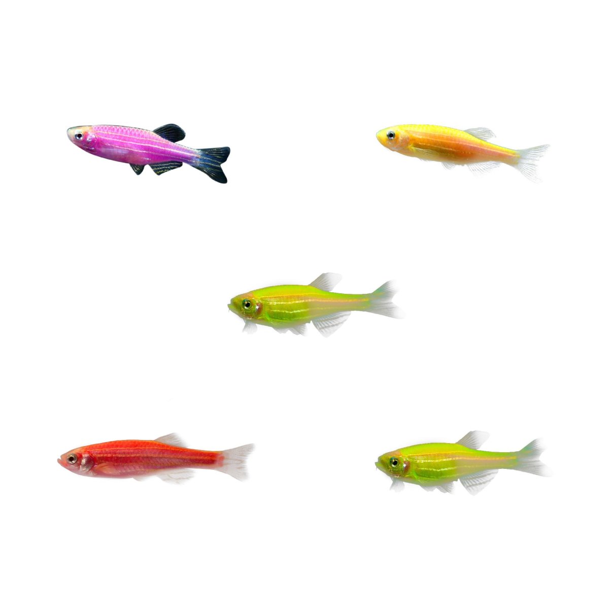 Данио Glo ассорти