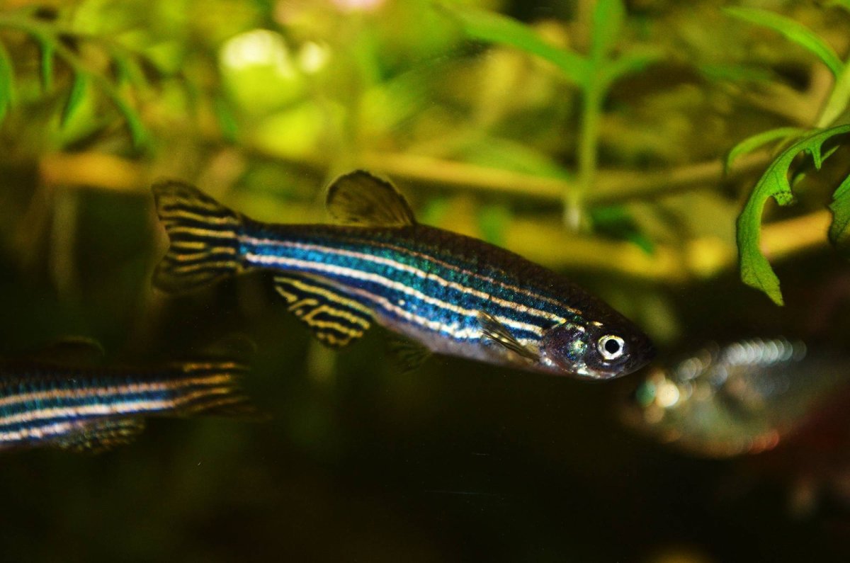 Данио рерио зеленый