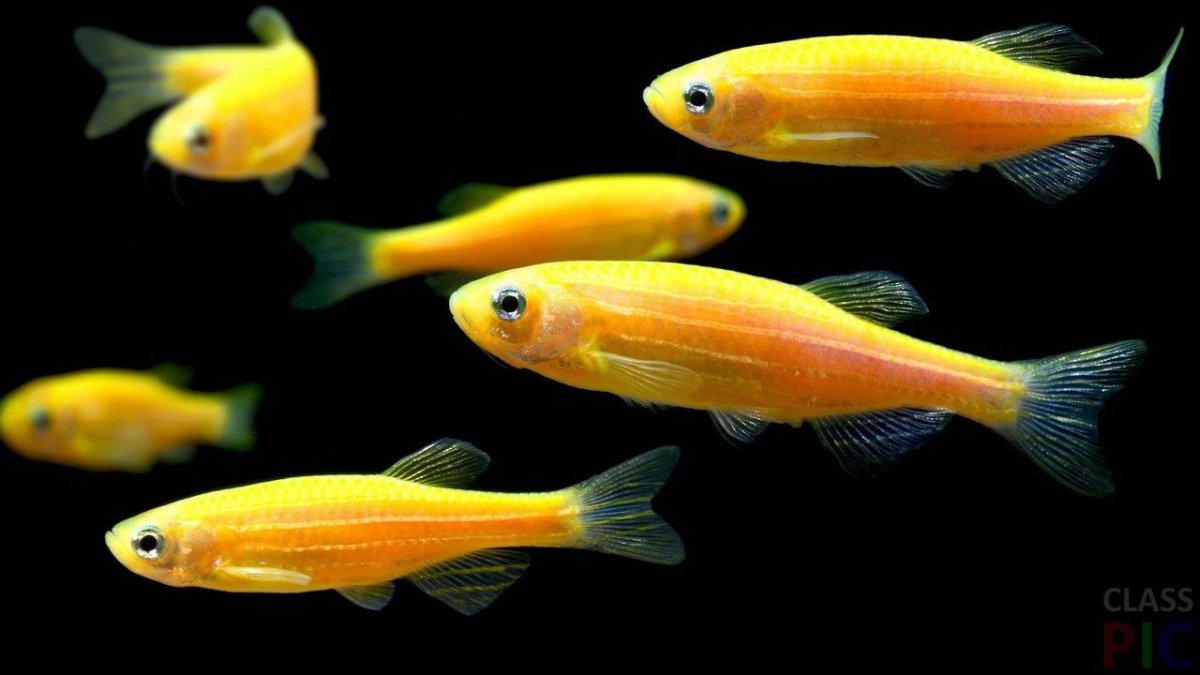 Рыбки данио глофиш