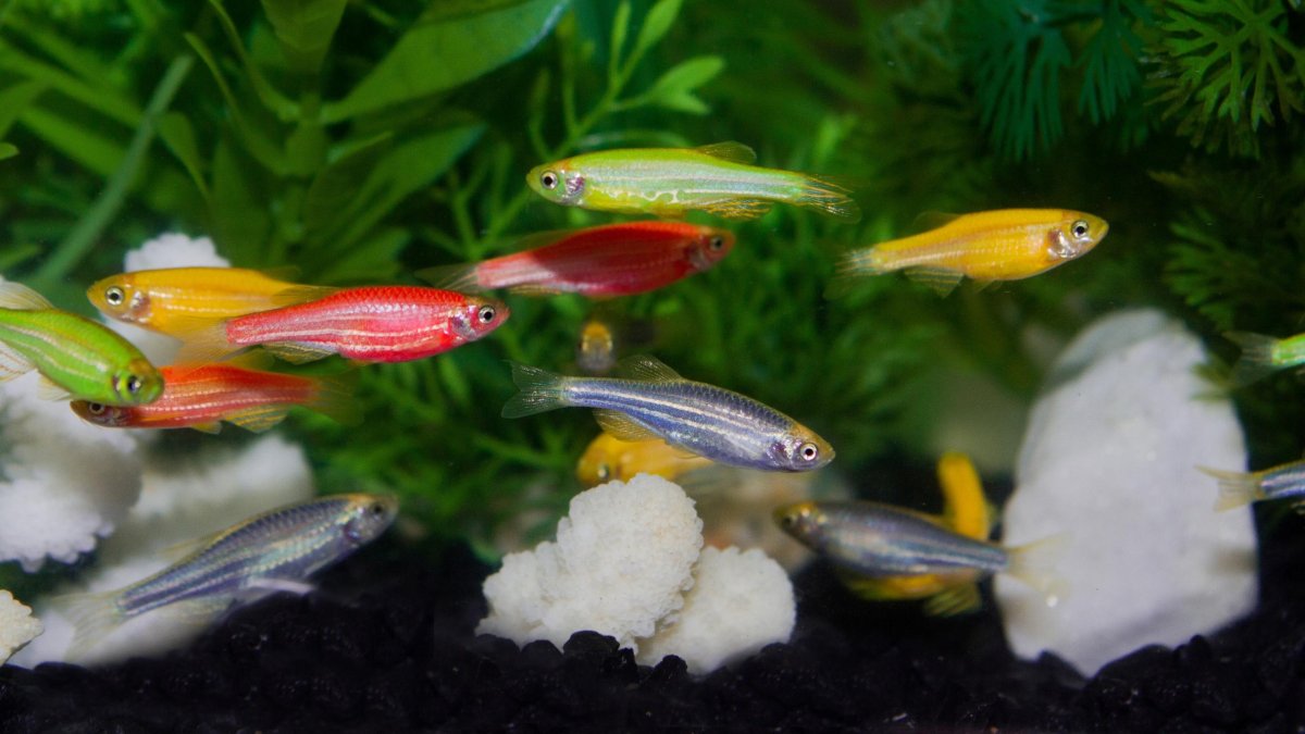 Аквариумные рыбки данио глофиш