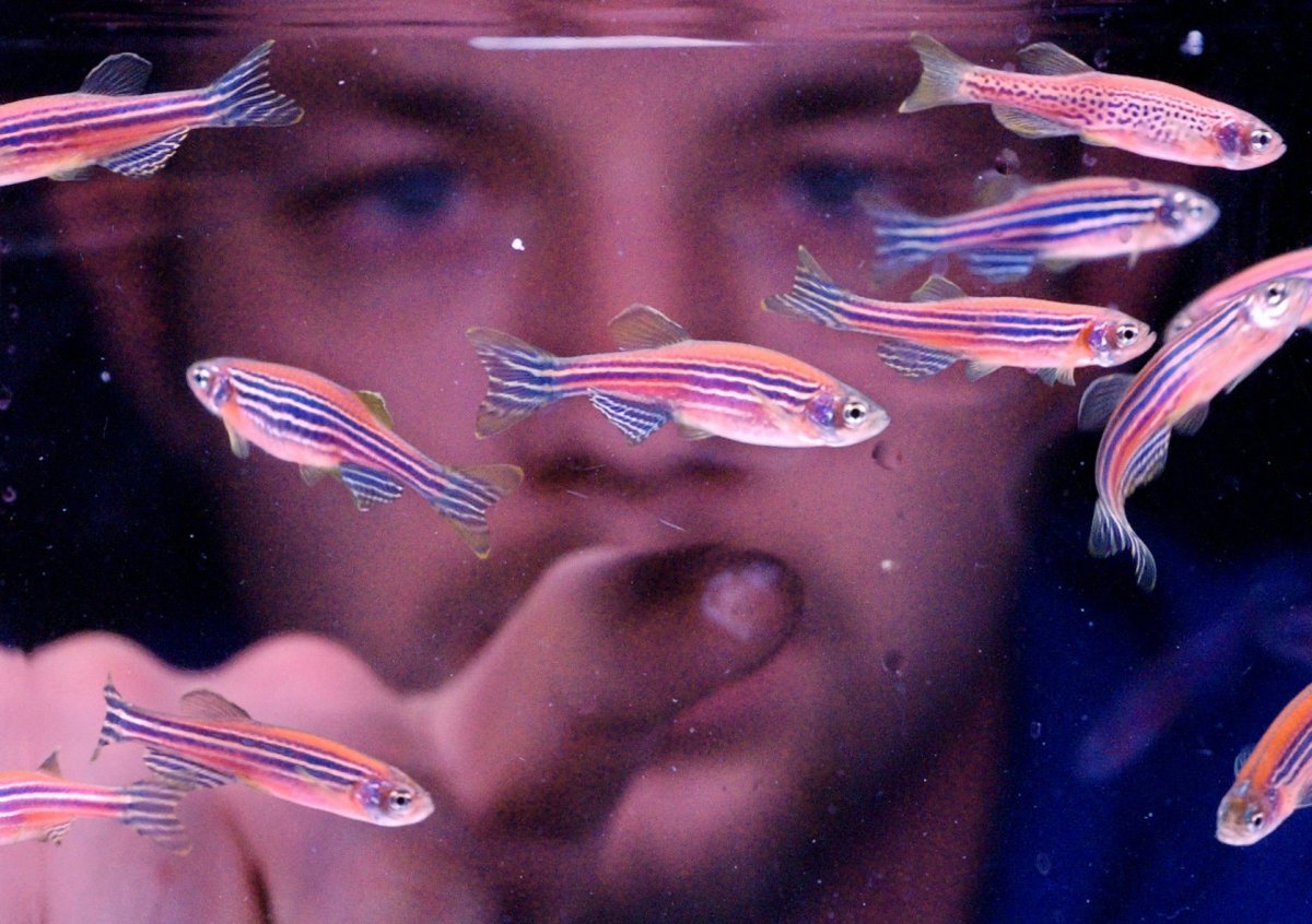 Данио рерио красный