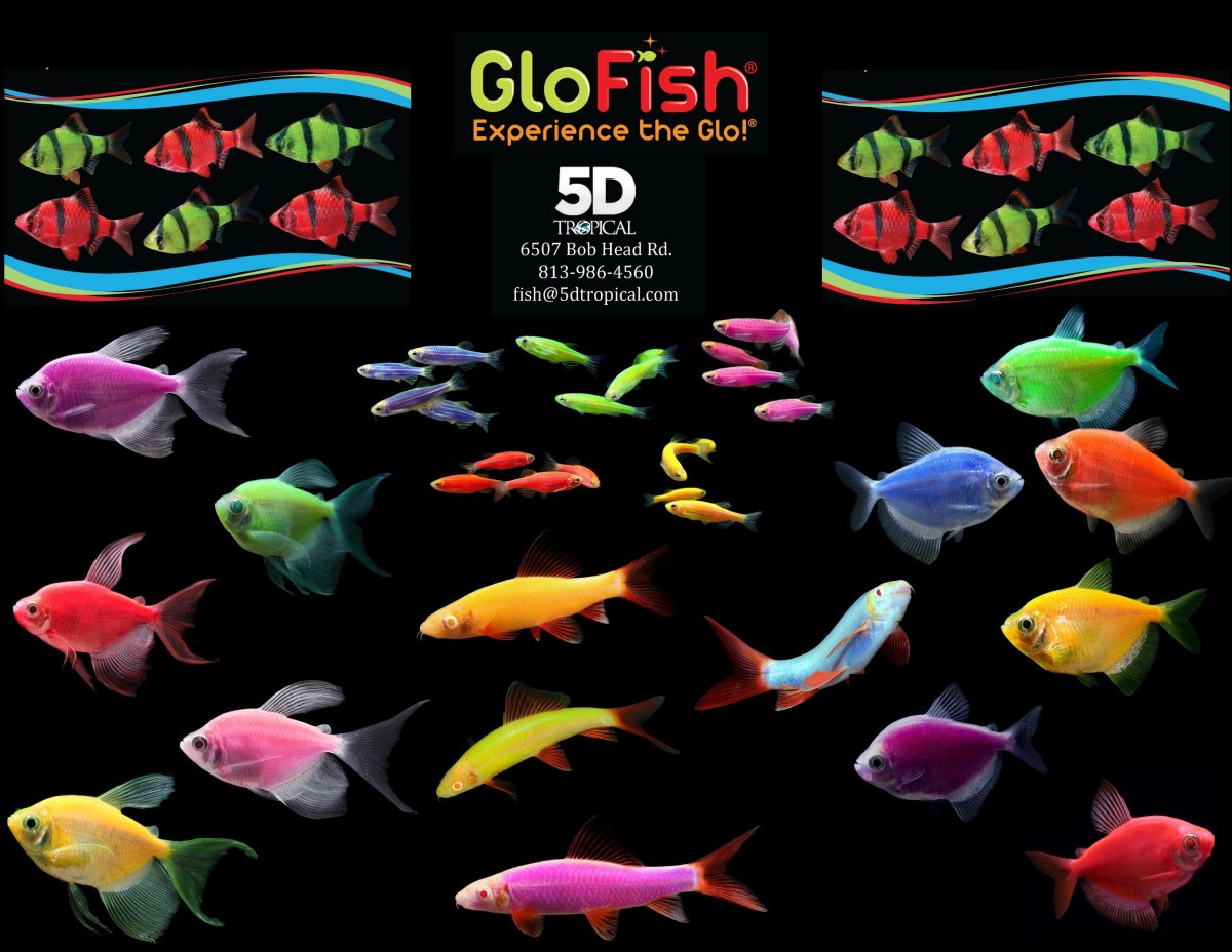 Данио рерио Глоу Фиш