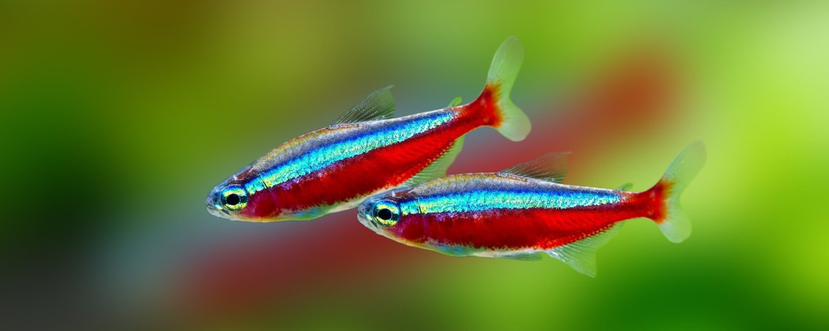 Данио рерио Глоу Фиш