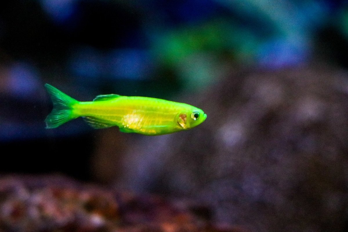 Данио рерио вуалевый