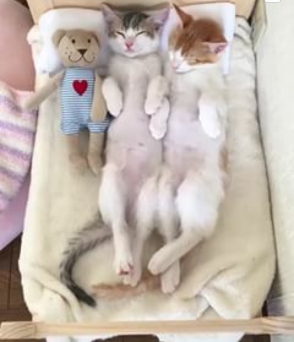 Котики в пижамках