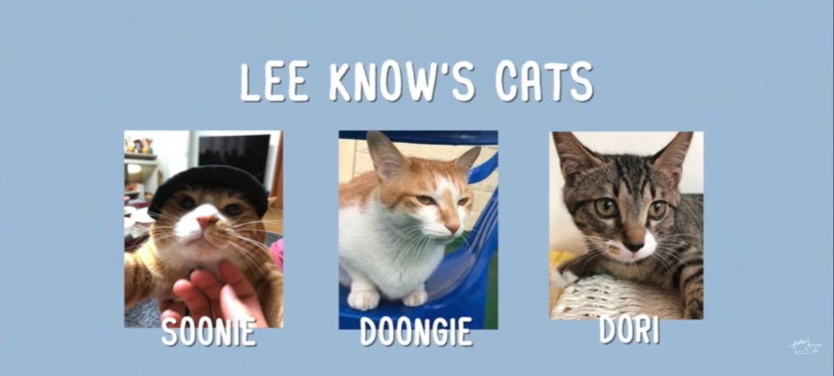 Суни Дуни дори кошки Минхо