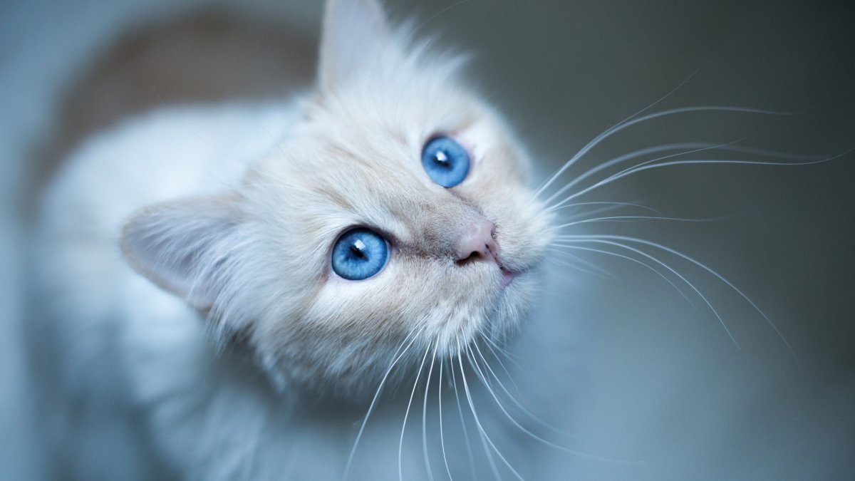 Бирманская голубоглазая кошка